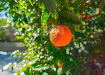 Dettagli - Villa Castelluccio
 
sn, Augusta - foto 34