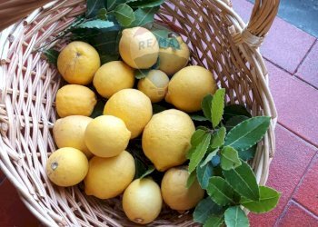 FRUTTI - Terreno agricolo VIA SCALAZZA
 
35, Aci Castello - foto 7