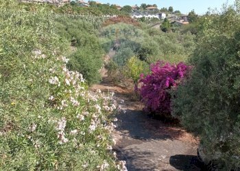 TERRENO - Terreno agricolo VIA SCALAZZA
 
35, Aci Castello - foto 8