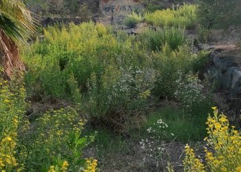 TERRENO - Terreno agricolo VIA SCALAZZA
 
35, Aci Castello - foto 13