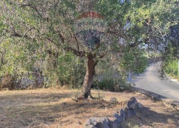 TERRENO - Terreno agricolo VIA SCALAZZA
 
35, Aci Castello - foto 14