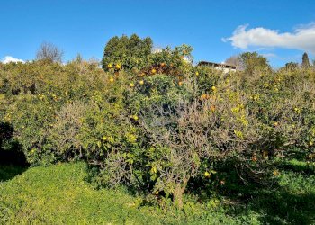 Giardino - Terreno agricolo Contrada Cavì
 
SNC, Fiumefreddo di Sicilia - foto 17