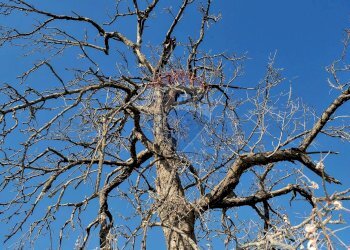 Edificio all\'aperto - Terreno agricolo Contrada Cavì
 
SNC, Fiumefreddo di Sicilia - foto 20