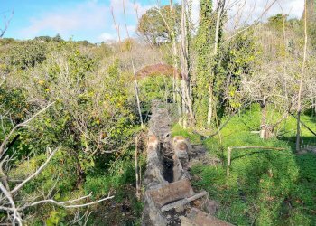Giardino - Terreno agricolo Contrada Cavì
 
SNC, Fiumefreddo di Sicilia - foto 38