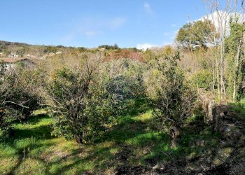 Giardino - Terreno agricolo Contrada Cavì
 
SNC, Fiumefreddo di Sicilia - foto 45