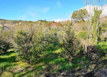Giardino - Terreno agricolo Contrada Cavì
 
SNC, Fiumefreddo di Sicilia - foto 46