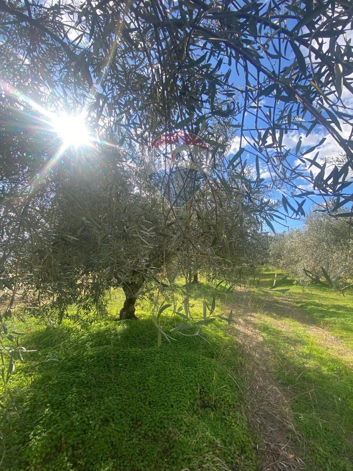 Giardino - Agricultural land Contrada Acqua Rossa Belpasso
 
75, Belpasso - photo 2