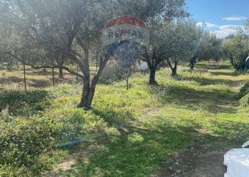 Giardino - Agricultural land Contrada Acqua Rossa Belpasso
75, Belpasso - photo 3