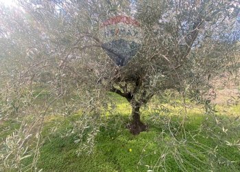 Giardino - Agricultural land Contrada Acqua Rossa Belpasso
75, Belpasso - photo 5