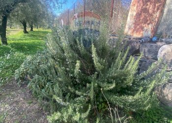 Giardino - Agricultural land Contrada Acqua Rossa Belpasso
75, Belpasso - photo 7