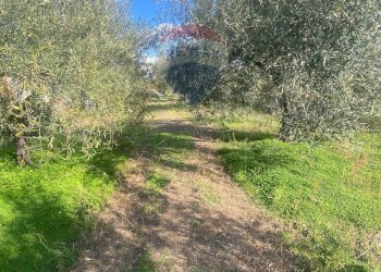 Giardino - Agricultural land Contrada Acqua Rossa Belpasso
75, Belpasso - photo 9