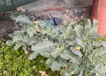 Giardino - Agricultural land Contrada Acqua Rossa Belpasso
75, Belpasso - photo 11