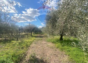 Giardino - Agricultural land Contrada Acqua Rossa Belpasso
75, Belpasso - photo 13