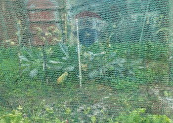 Giardino - Agricultural land Contrada Acqua Rossa Belpasso
75, Belpasso - photo 14