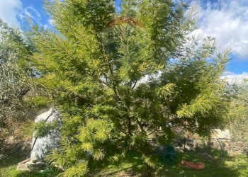 Giardino - Agricultural land Contrada Acqua Rossa Belpasso
75, Belpasso - photo 16