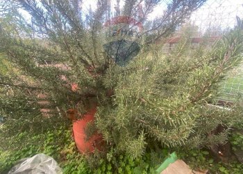 Giardino - Agricultural land Contrada Acqua Rossa Belpasso
75, Belpasso - photo 17