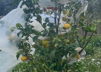 Dettagli - Agricultural land Contrada Acqua Rossa Belpasso
75, Belpasso - photo 25