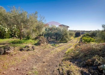 Giardino - Terreno agricolo Via Rocca Lupa, Paterno - foto 3