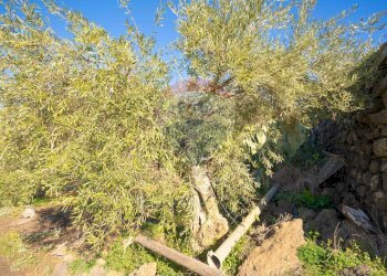 Giardino - Terreno agricolo Via Rocca Lupa, Paterno - foto 12