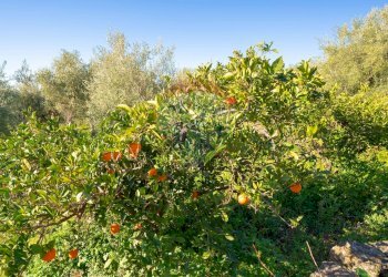 Giardino - Terreno agricolo Via Rocca Lupa, Paterno - foto 13