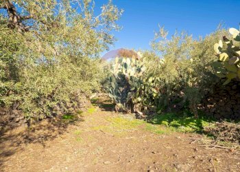 Giardino - Terreno agricolo Via Rocca Lupa, Paterno - foto 14