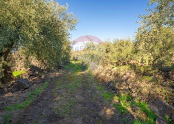 Giardino - Terreno agricolo Via Rocca Lupa, Paterno - foto 15