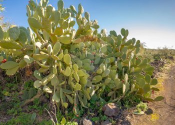 Giardino - Terreno agricolo Via Rocca Lupa, Paterno - foto 16