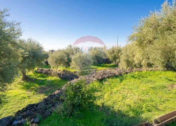 Giardino - Terreno agricolo Via Rocca Lupa, Paterno - foto 17