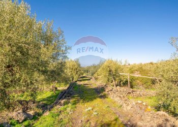 Giardino - Terreno agricolo Via Rocca Lupa, Paterno - foto 21