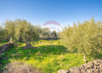 Giardino - Terreno agricolo Via Rocca Lupa, Paterno - foto 24