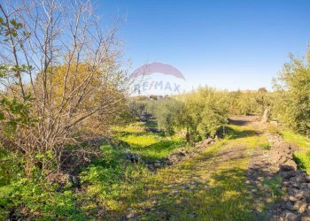 Giardino - Terreno agricolo Via Rocca Lupa, Paterno - foto 25