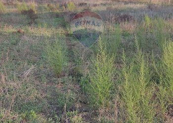 Giardino - Terreno edificabile via Giovanni Rosiglione, Caltagirone - foto 5