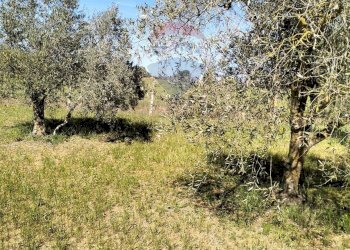 Giardino - Terreno agricolo C/da Evoli
 
snc, Caltagirone - foto 3