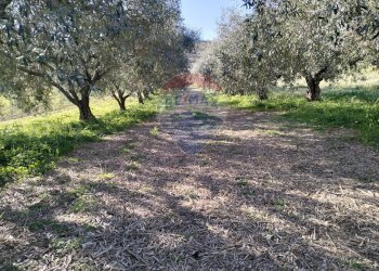 Giardino - Terreno agricolo C/da Evoli
 
snc, Caltagirone - foto 4