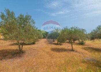 Giardino - Casa indipendente Contrada Piano Chiesa / Sp13
 
snc, Caltagirone - foto 19