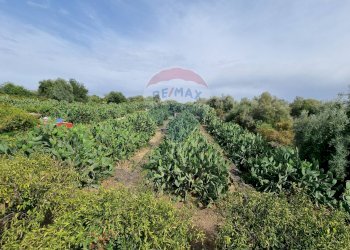 Giardino - Villa CONTRADA PATELLINA
 
snc, Paterno - foto 10