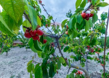 Dettagli - Villa Contrada Fontana Pietra
 
snc, Caltagirone - foto 8