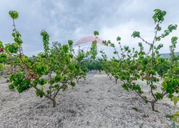 Giardino - Villa Contrada Fontana Pietra
 
snc, Caltagirone - foto 46