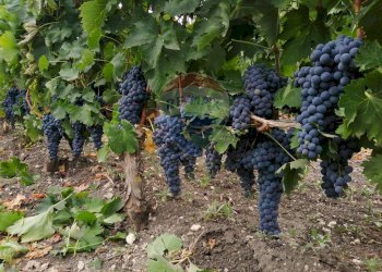 Giardino - Terreno agricolo CDA fontana pietra, Caltagirone - foto 8