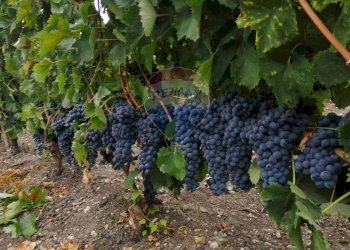 Giardino - Terreno agricolo CDA fontana pietra, Caltagirone - foto 9