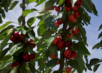 Dettagli - Terreno agricolo CDA fontana pietra, Caltagirone - foto 15