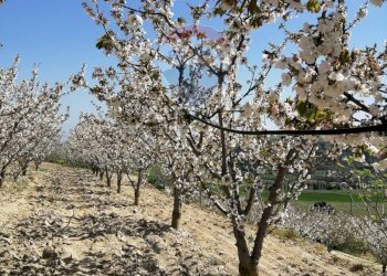 Giardino - Terreno agricolo CDA fontana pietra, Caltagirone - foto 13