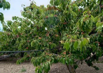 Giardino - Terreno agricolo CDA fontana pietra, Caltagirone - foto 16