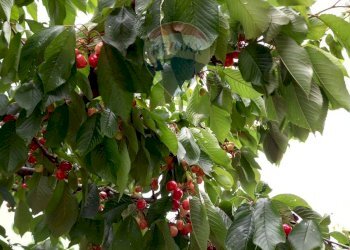 Dettagli - Terreno agricolo CDA fontana pietra, Caltagirone - foto 17