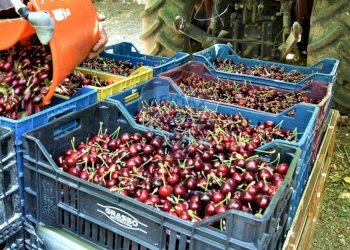 Dettagli - Terreno agricolo CDA fontana pietra, Caltagirone - foto 19