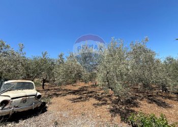 Giardino - Villa Contrada Xirumi
 
snc, Lentini - foto 42