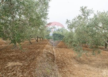 Giardino - Villa Contrada Xirumi
 
snc, Lentini - foto 131