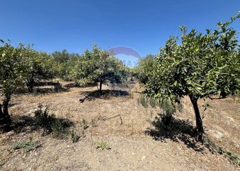 Giardino - Agricultural land cda feccia di vino
 
sn, Ramacca - photo 11