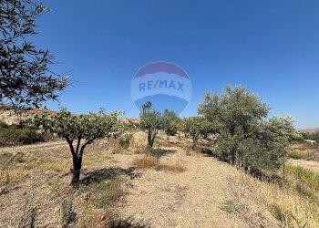 Giardino - Agricultural land cda feccia di vino
 
sn, Ramacca - photo 20