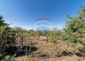 Giardino - Terreno agricolo C.da Contea
 
1, Biancavilla - foto 5